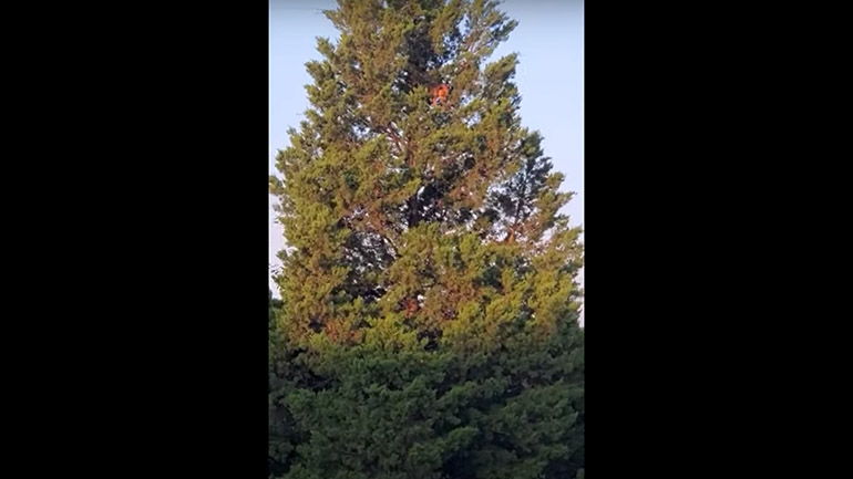 Σκύλος σκαρφάλωσε στην κορυφή δέντρου για να πιάσει έναν σκίουρο
