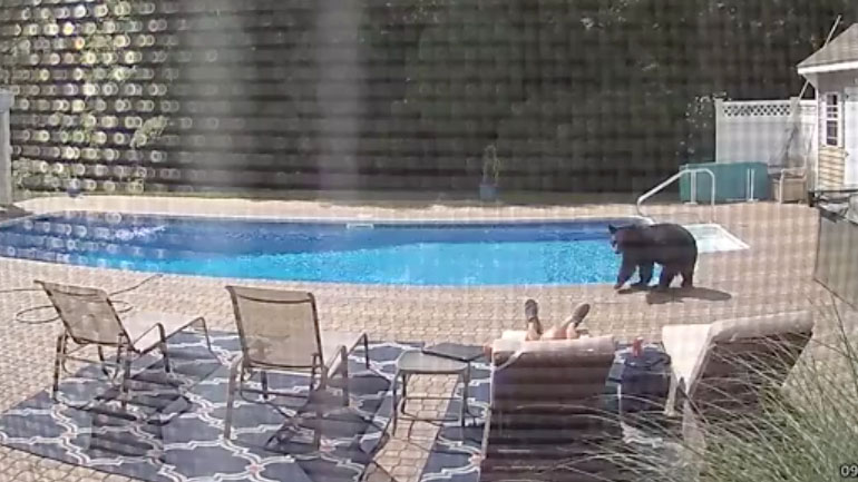 Απρόσμενος επισκέπτης στην πισίνα