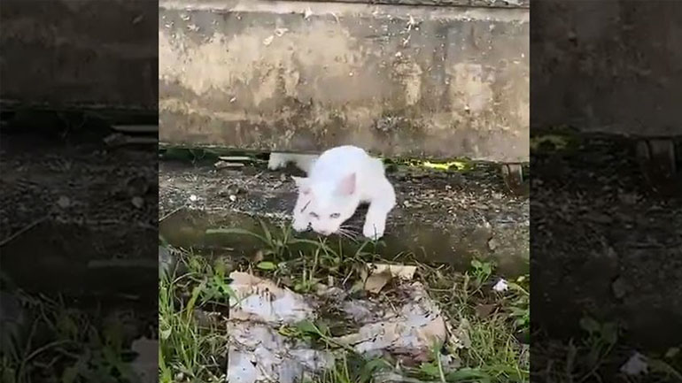 Παρατηρείτε κάτι περίεργο στο βίντεο;