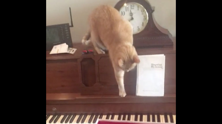 Γάτα vs πιάνο
