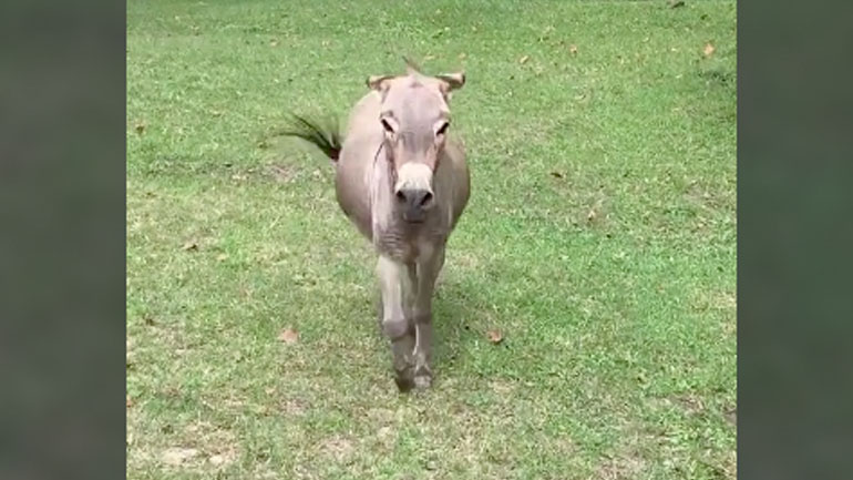 Γάιδαρος κλαίει από τη χαρά του μόλις βλέπει την ιδιοκτήτριά του