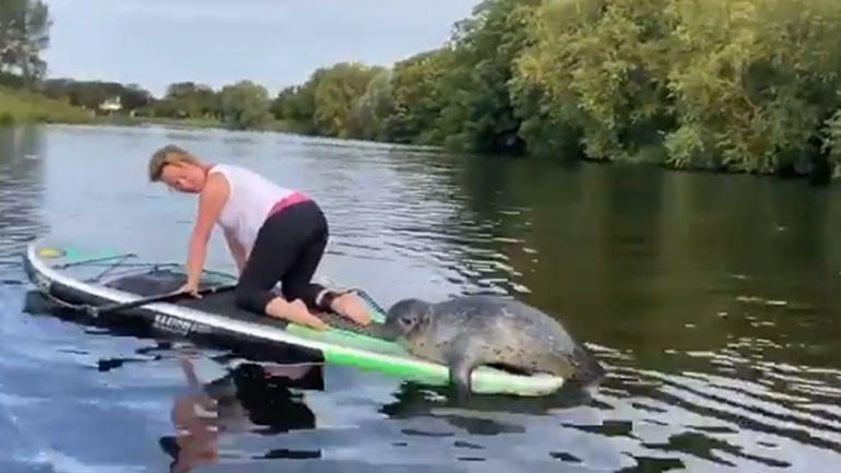 Βρετανία: Φώκια θέλησε να κάνει… μάθημα SUP