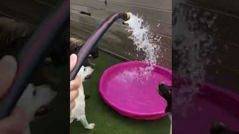 Υπάρχουν δύο τύποι σκύλων