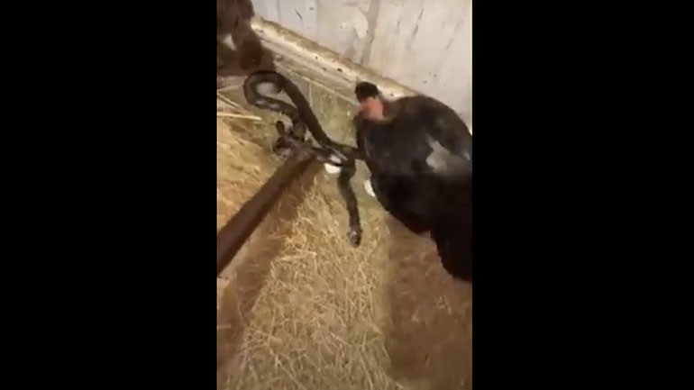 Κότες υπερασπίζονται τα αυγά τους ενάντια σε φίδι