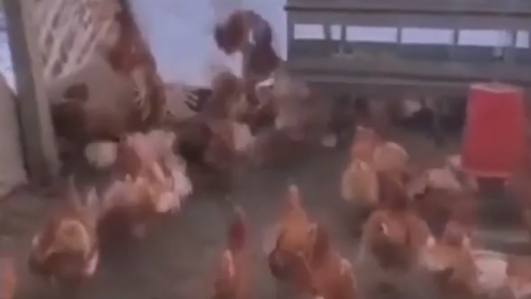 Γερακίνα έκανε το λάθος να μπει σε κοτέτσι