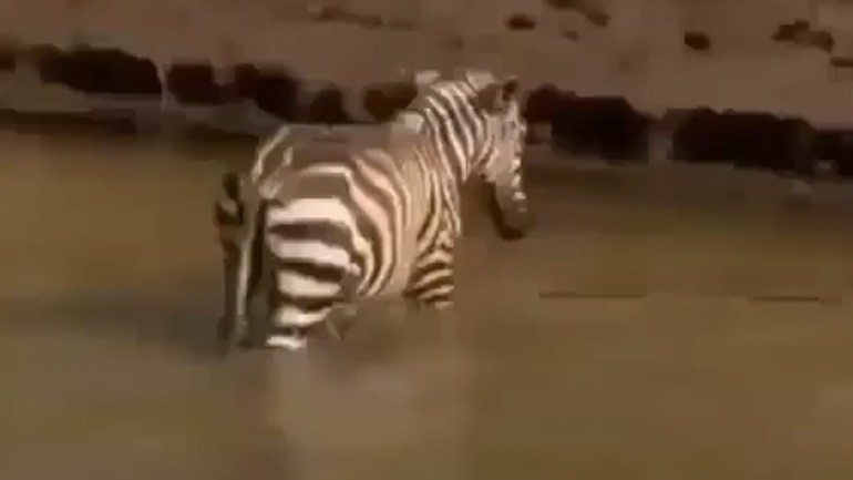 Κροκόδειλος επιτίθεται με χρονοκαθυστέρηση