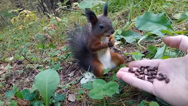 Ο σκίουρος πάγωσε