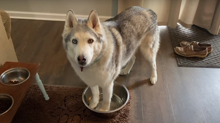 Ο σκύλος ζητάει νερό