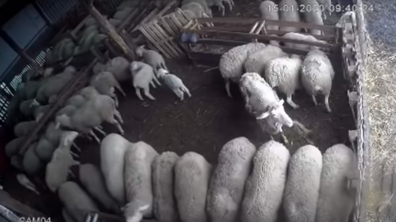 Πρόβατο βοηθά έναν κτηνοτρόφο