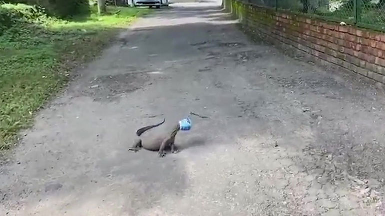 Άνδρες αφαιρούν πλαστικό δοχείο που έχει κολλήσει στο κεφάλι μιας σαύρας 