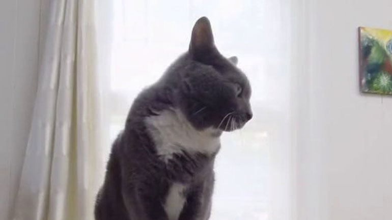 Γάτα παίζει πιάνο με τον ιδιοκτήτη της