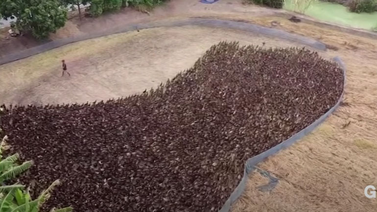 Χιλιάδες πάπιες καθαρίζουν ένα χωράφι