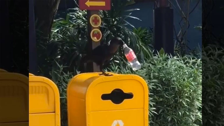 Μέχρι και τα πουλιά ανακυκλώνουν