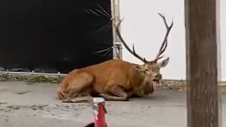 Ελάφι κατέφυγε σε εργοτάξιο για να σωθεί από κυνηγούς