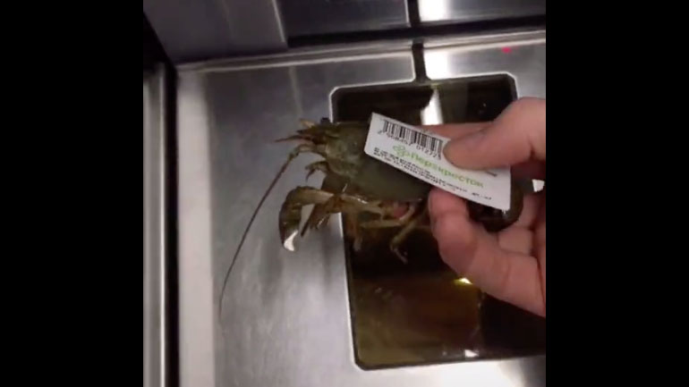 Το ταξίδι μιας καραβίδας από το σούπερ μάρκετ στη θάλασσα