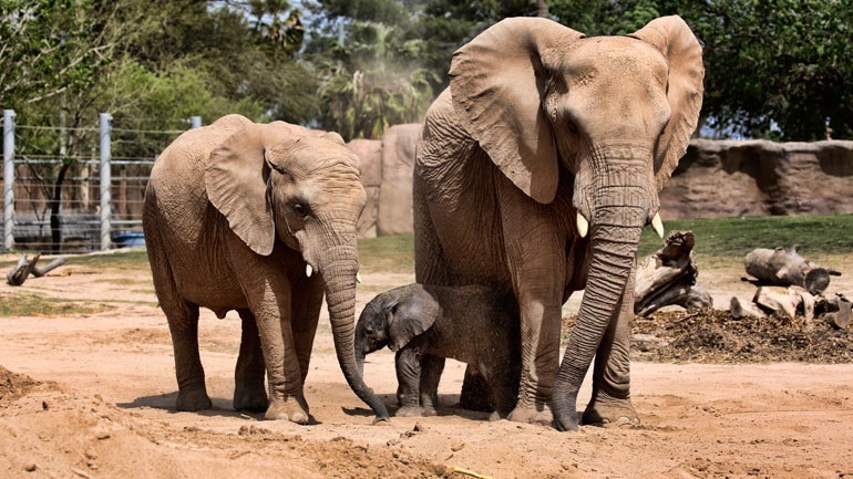 Λύθηκε το μυστήριο των θανάτων 330 ελεφάντων στην Μποτσουάνα