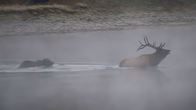 Αρκούδα γκρίζλι εναντίον άλκης