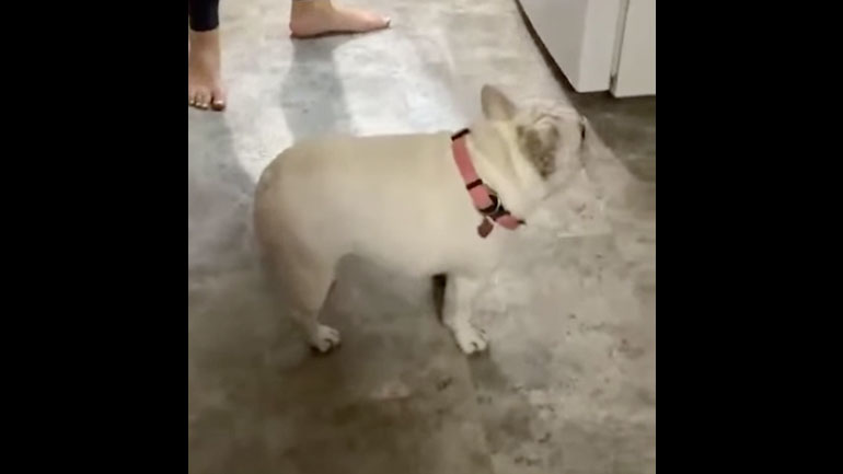 Ο σκύλος χάλασε