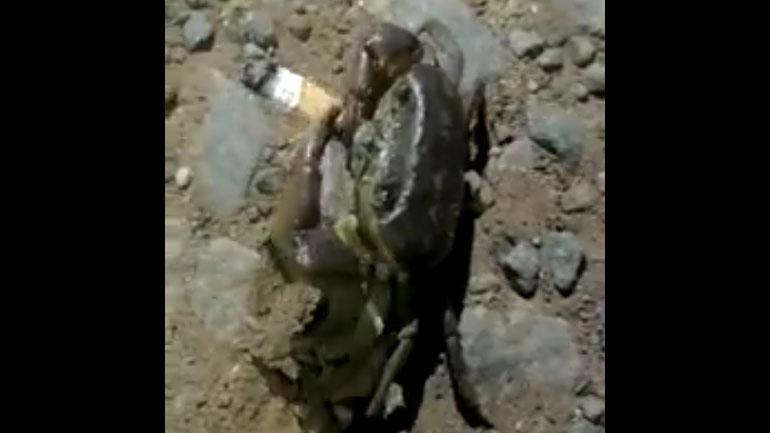 Το καβούρι προσπαθεί να καπνίσει ένα τσιγάρο