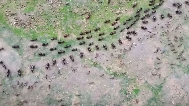 Ψυχρός πόλεμος μεταξύ τερμιτών και μυρμηγκιών