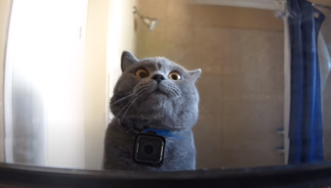 Tι κάνει ένας γάτος όταν μένει μόνος στο σπίτι;