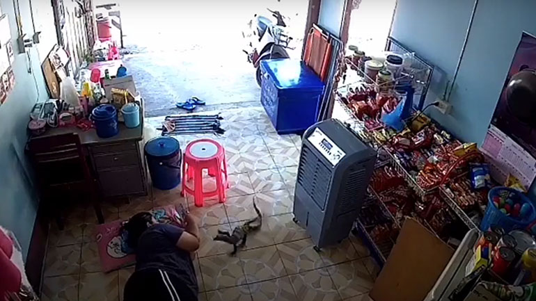 Σαύρα τρομάζει γυναίκα που ξεκουράζεται στο πάτωμα