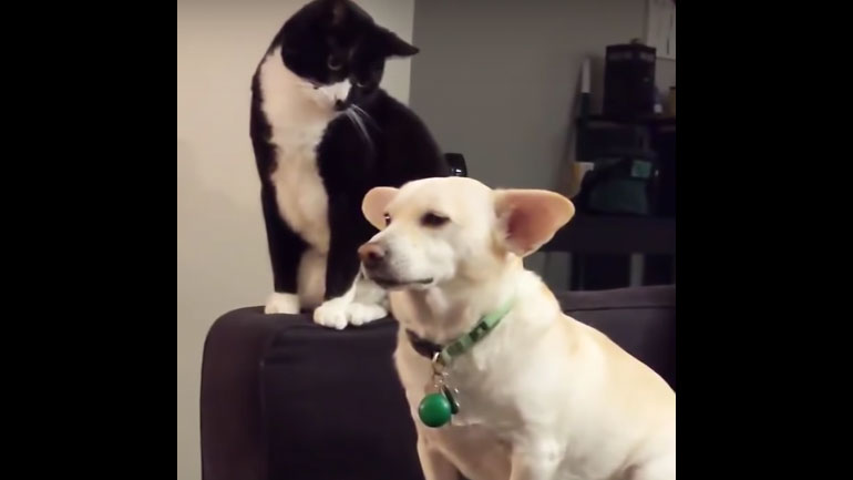 Η γάτα το σκέφτεται πολύ πριν χτυπήσει τον σκύλο