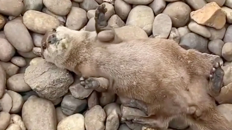 Ενυδρίδα ζογκλέρ