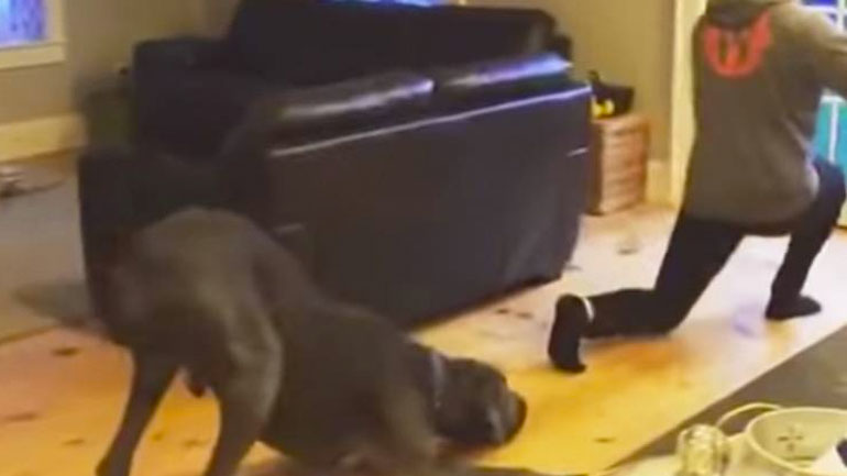 Ο σκύλος συμμετέχει στην γυμναστική