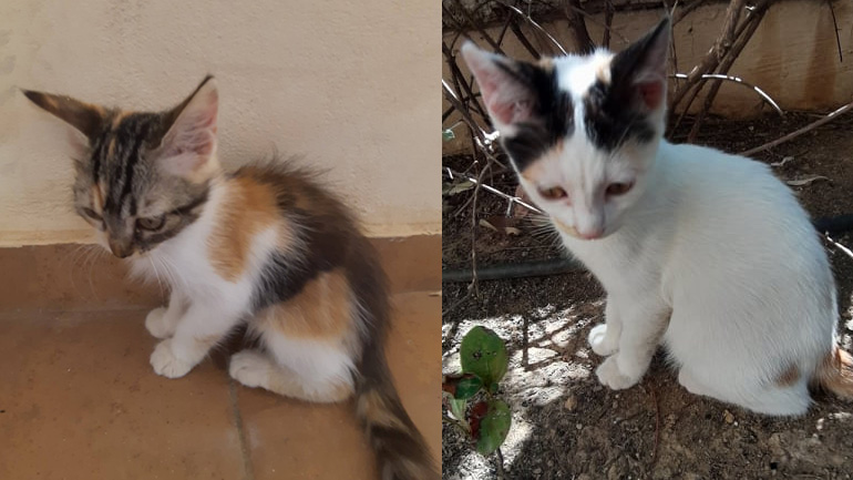 Δύο μικρά γατάκια ψάχνουν το σπίτι τους