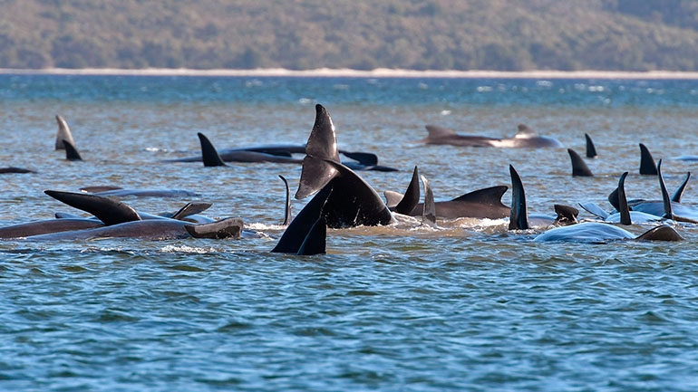 Αριθμός ρεκόρ: 470 φάλαινες-πιλότοι έχουν εξοκείλει στις ακτές της Τασμανίας Αριθμός ρεκόρ: 470 φάλαινες-πιλότοι έχουν εξοκείλει στις ακτές της Τασμανίας
