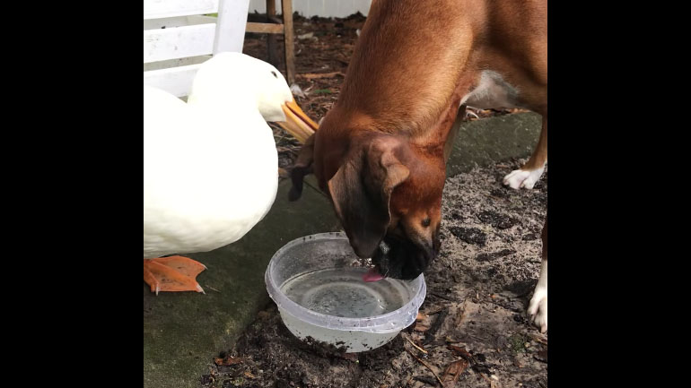 Πάπια καλλωπίζει ένα μπόξερ