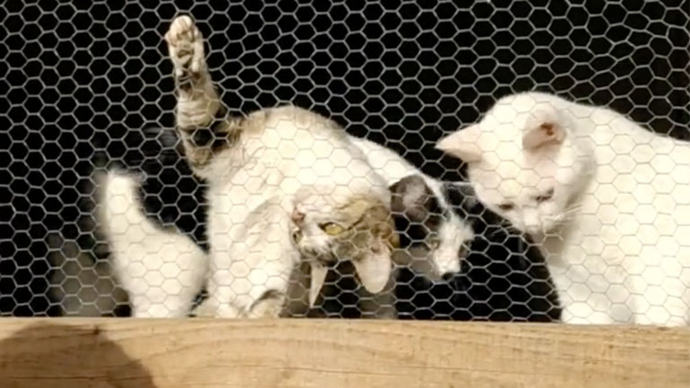 Τι κάνουν εκεί;