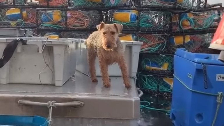 Σκύλος θαλασσόλυκος