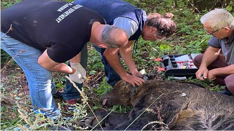 Φλώρινα: Κινητοποίηση για μεγαλόσωμη αρκούδα που παγιδεύτηκε σε παράνομη θηλιά για αγριογούρουνα