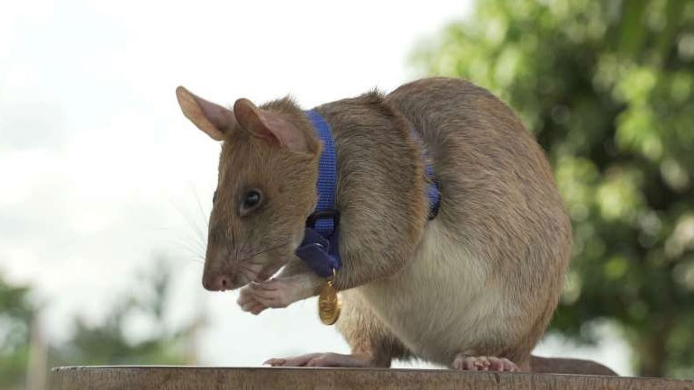 Χρυσό μετάλλιο σε αρουραίο που εντοπίζει νάρκες