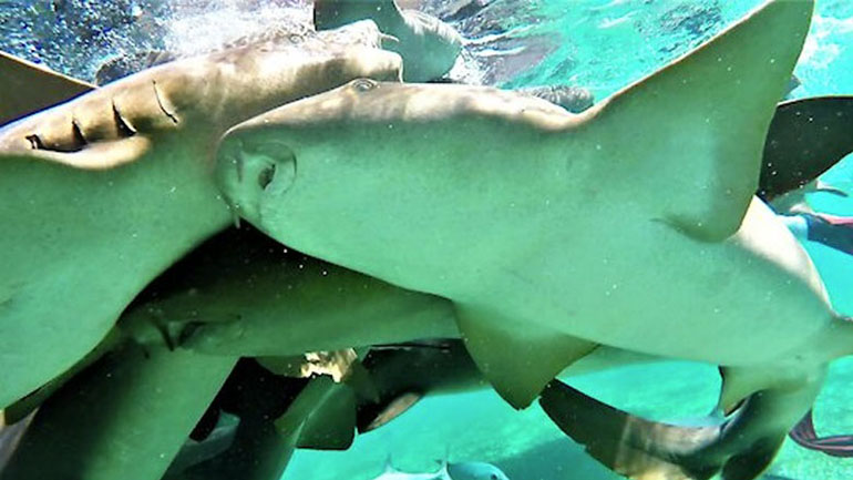 Δύτες κολυμπούν με πεινασμένους καρχαρίες 