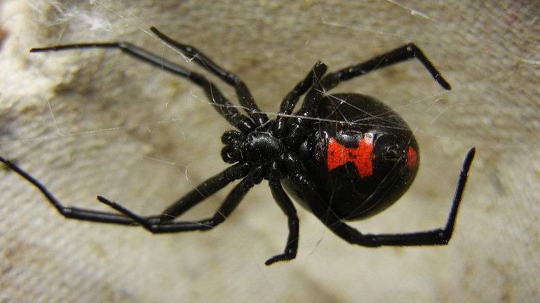 Πάτρα: Στο νοσοκομείο 36χρονος μετά από τσίμπημα «μαύρης χήρας»