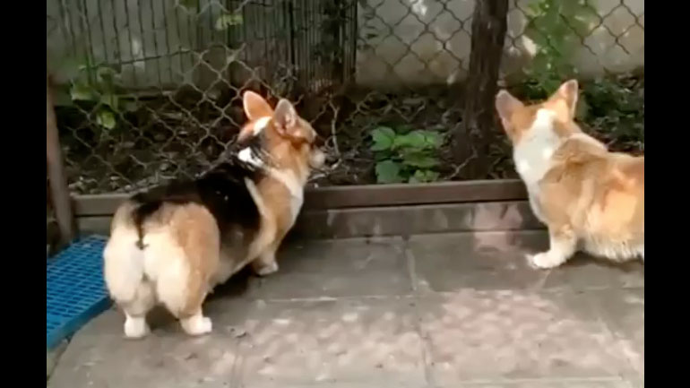 Εισβολέας στον κήπο