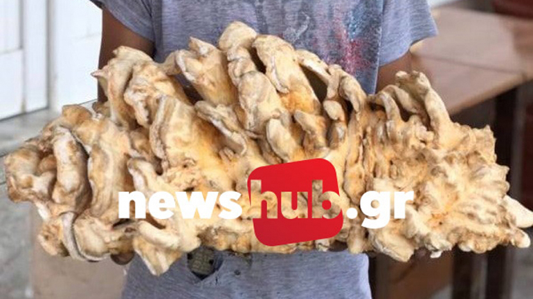 Ηράκλειο: Πιτσιρικάς ανακάλυψε ένα σπάνιο μανιτάρι – γίγα 5 κιλών