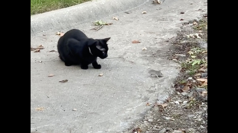 Μια πραγματική σκηνή του Tom and Jerry