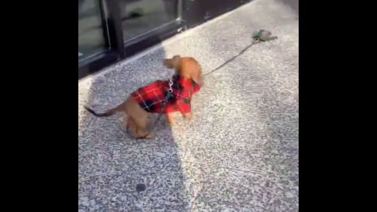 Ένα πολύ ενθουσιασμένο κουτάβι