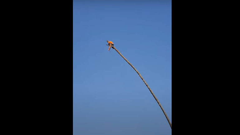 Δενδροκόμος καταφέρνει να κρατηθεί από φοίνικα λες και είναι σε ροντέο