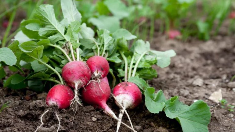 Τι είναι τα φυτοθρεπτικά συστατικά