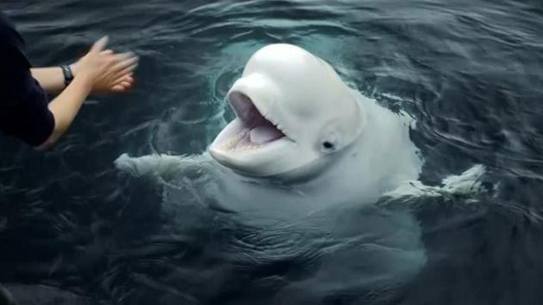 Δύο φάλαινες μπελούγκα κολυμπούν σε ένα θαλάσσιο καταφύγιο