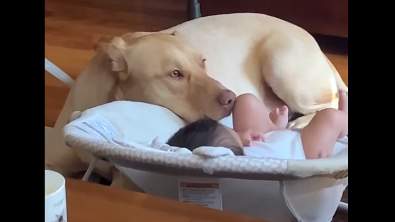 Ο φύλακας του μωρού