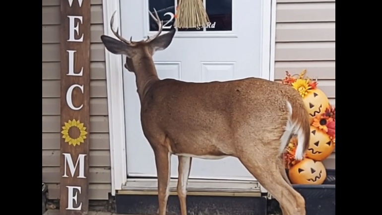 Το περίεργο ελάφι