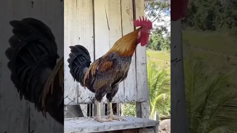 Ο κόκορας τενόρος