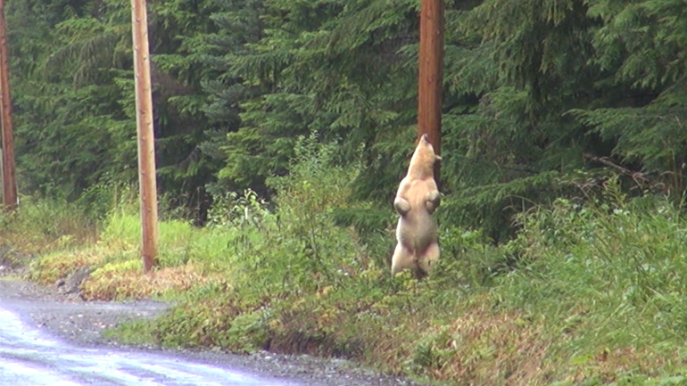 Μια αρκούδα που απολαμβάνει να ξύνεται