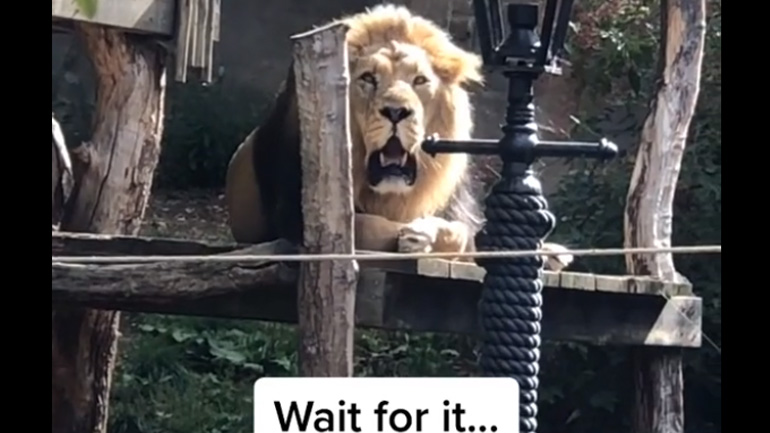 Διαγωνισμός βρυχηθμού μεταξύ ενός λιονταριού και ενός άνδρα